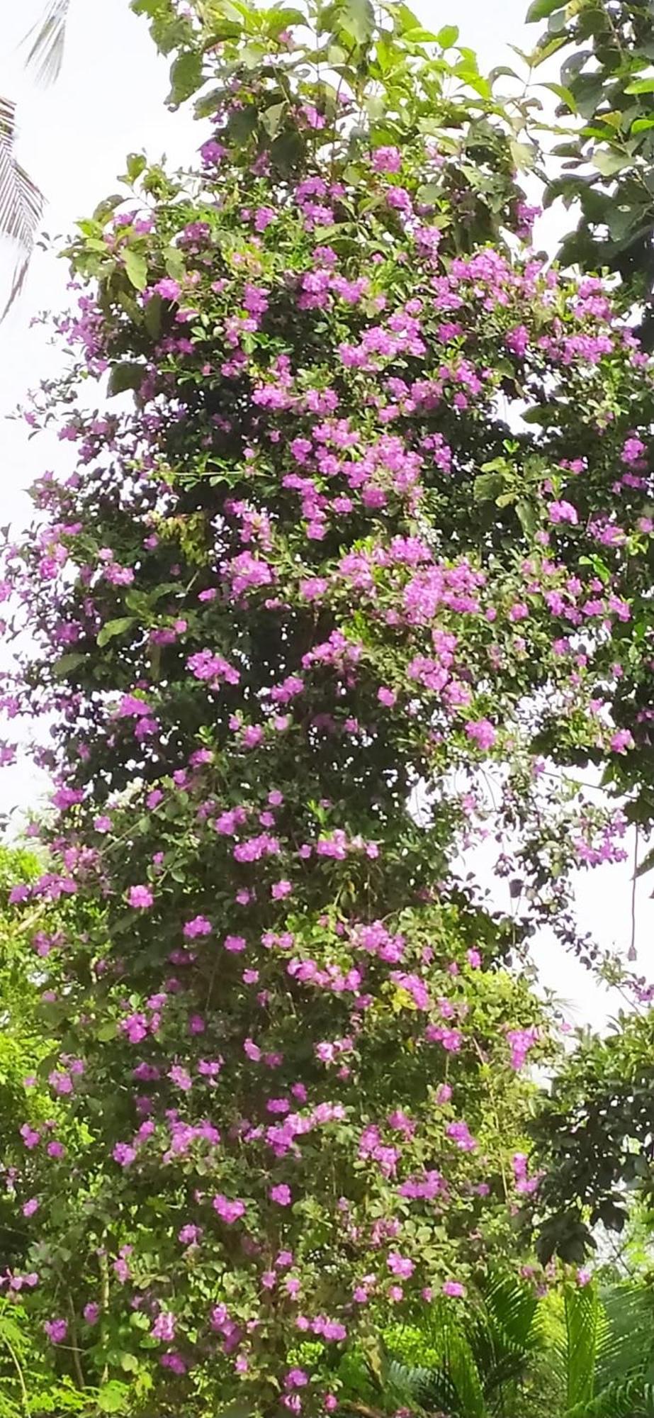 Gurpur Runnin Airport - Homestay מראה חיצוני תמונה